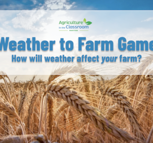 Field of wheat with Weather to Farm Game title
